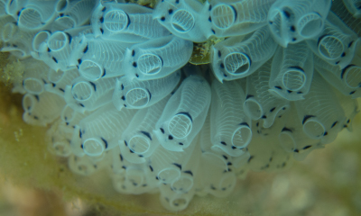 Blue-throated Ascidian at Rapid Bay, Fleurieu Peninsula. Photo: Tom Westphalen