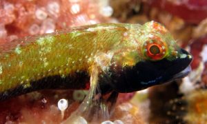 Yellowback Threefin at Rapid Bay, Fleurieu Peninsula. Photo: Tom Westphalen