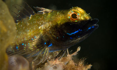 Male Black-throated Triplefin by Chelsea Haebich