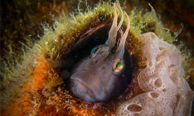 Horned blenny in a barnacle shell. Photo: Chelsea Haebich