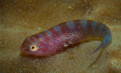 Cleaner clingfish by Chelsea Haebich