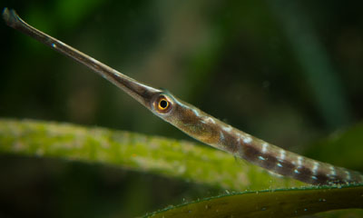 Pipefish by Chelsea Haebich