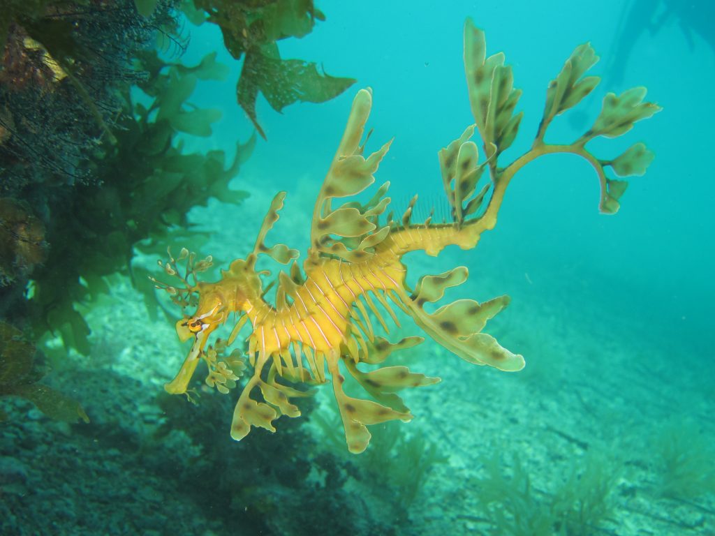 Leafy Sea Dragon at Rapid Bay, Fleurieu Peninsula. Photo: Tom Westphalen.