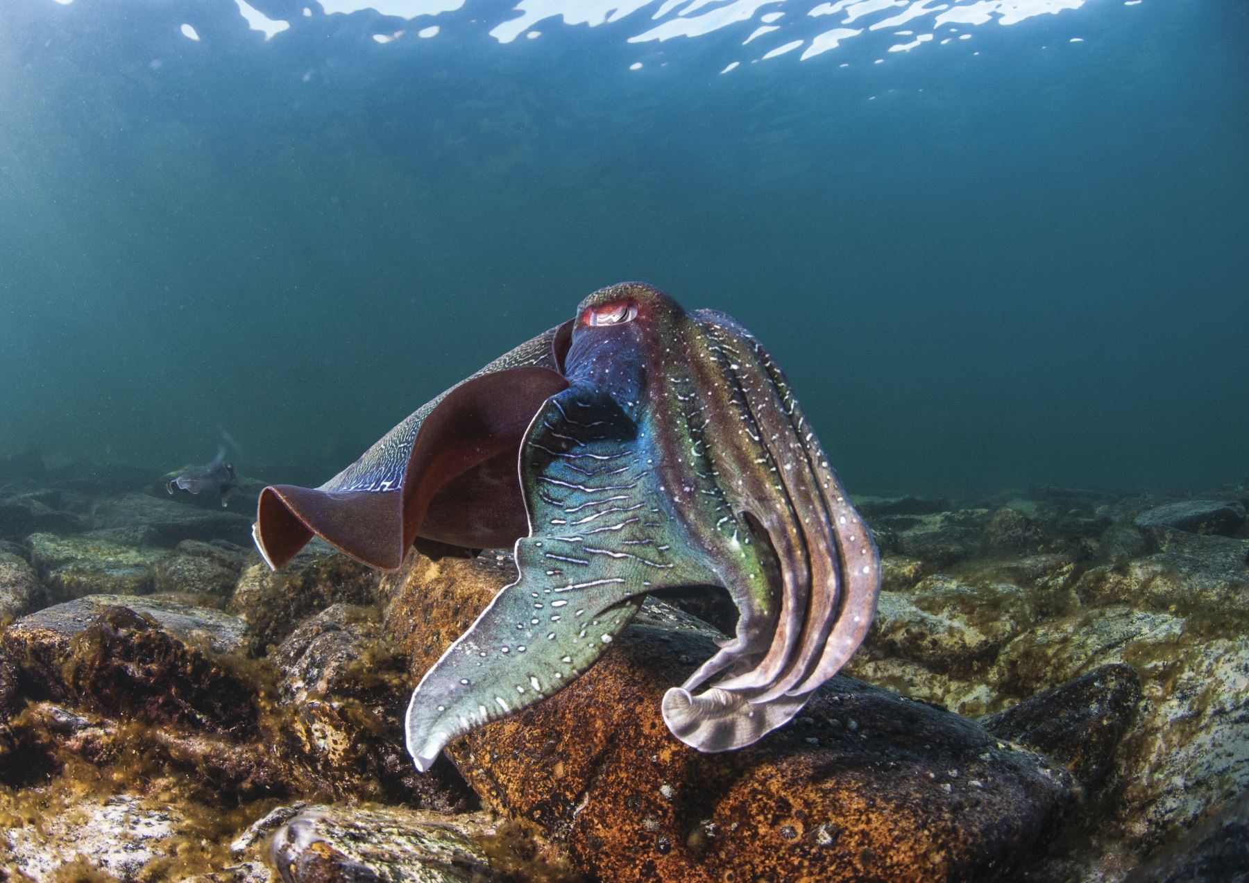 Cuttlefish at Stony Point, Whyalla. Photo: Carl Charter.